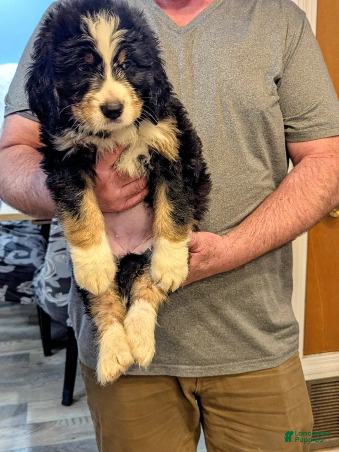 Mixed Breed dogs for sale: Liyah - Ad 1