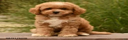 Cockapoo dogs for sale: Oakley - Ad 4