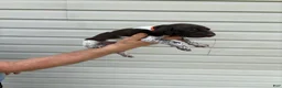 German Shorthaired Pointer dogs for sale: German Shorthaired Pointer 2 - Ad 2