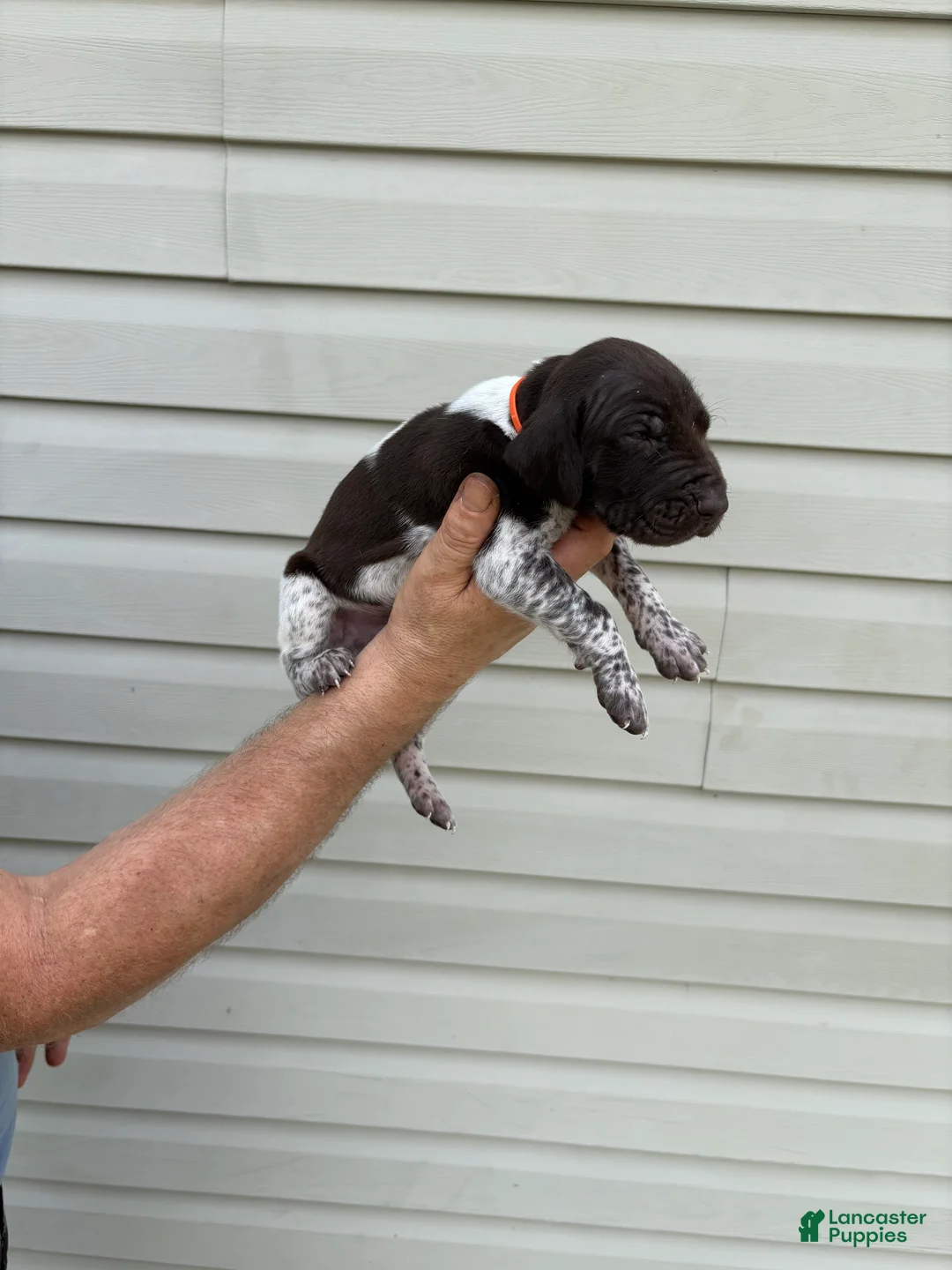 German Shorthaired Pointer dogs for sale: German Shorthaired Pointer 2 - Ad 2