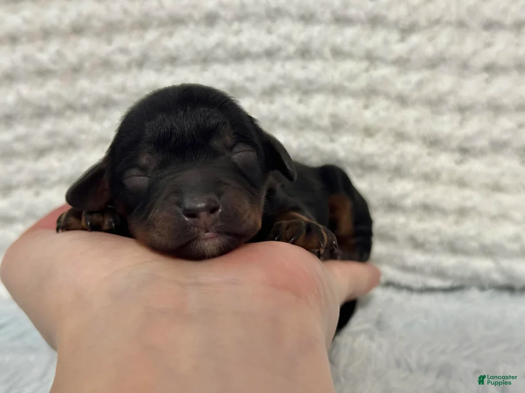 Cavapoo dogs for sale: Beau - Ad 3