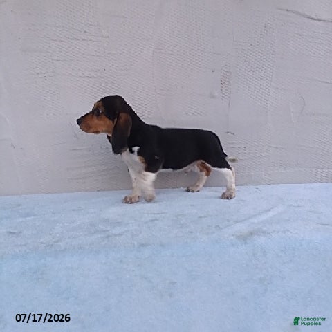 Beagle dogs Sammie - Ad 2