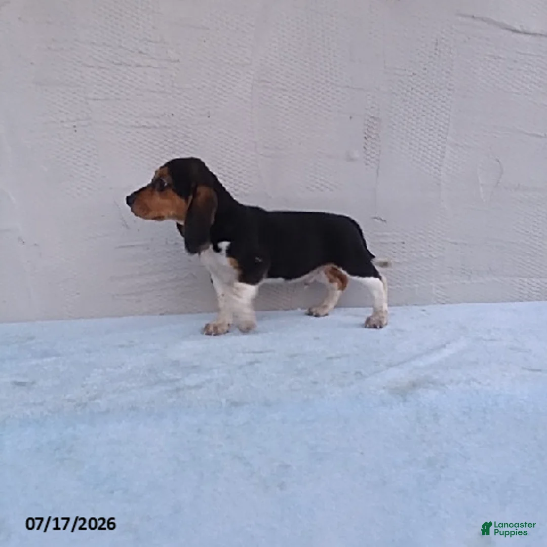Beagle dogs for sale: Sammie - Ad 2