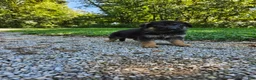 German Shepherd dogs for sale: Cooper  - Ad 3