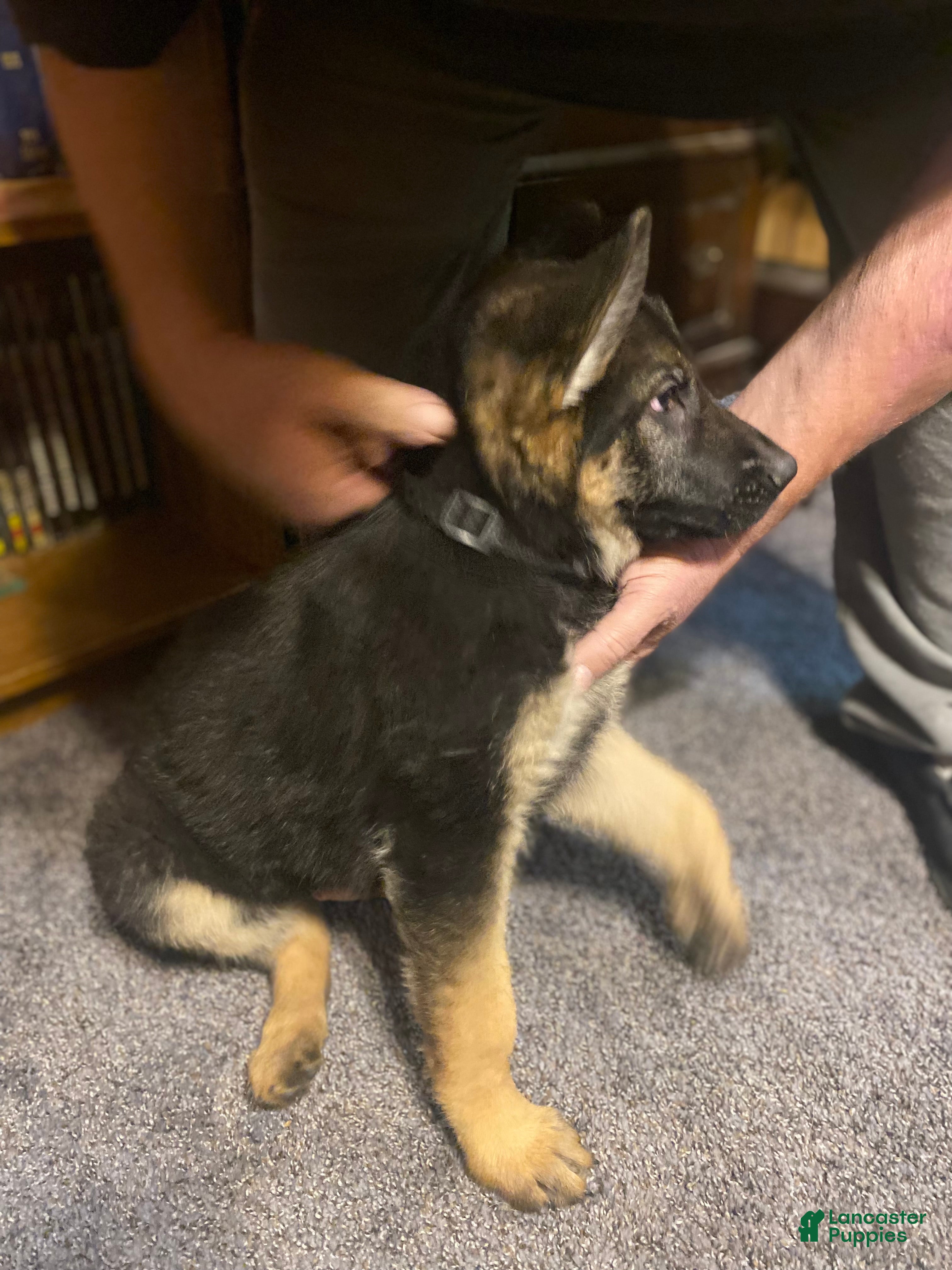 German Shepherd dogs German Shepherd Puppy 3 - Ad 1