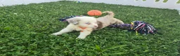 Toy Australian Shepherd dogs for sale: Boy 3 - Ad 3