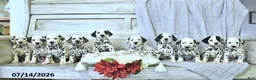 Dalmatian dogs for sale: Reese - Ad 3