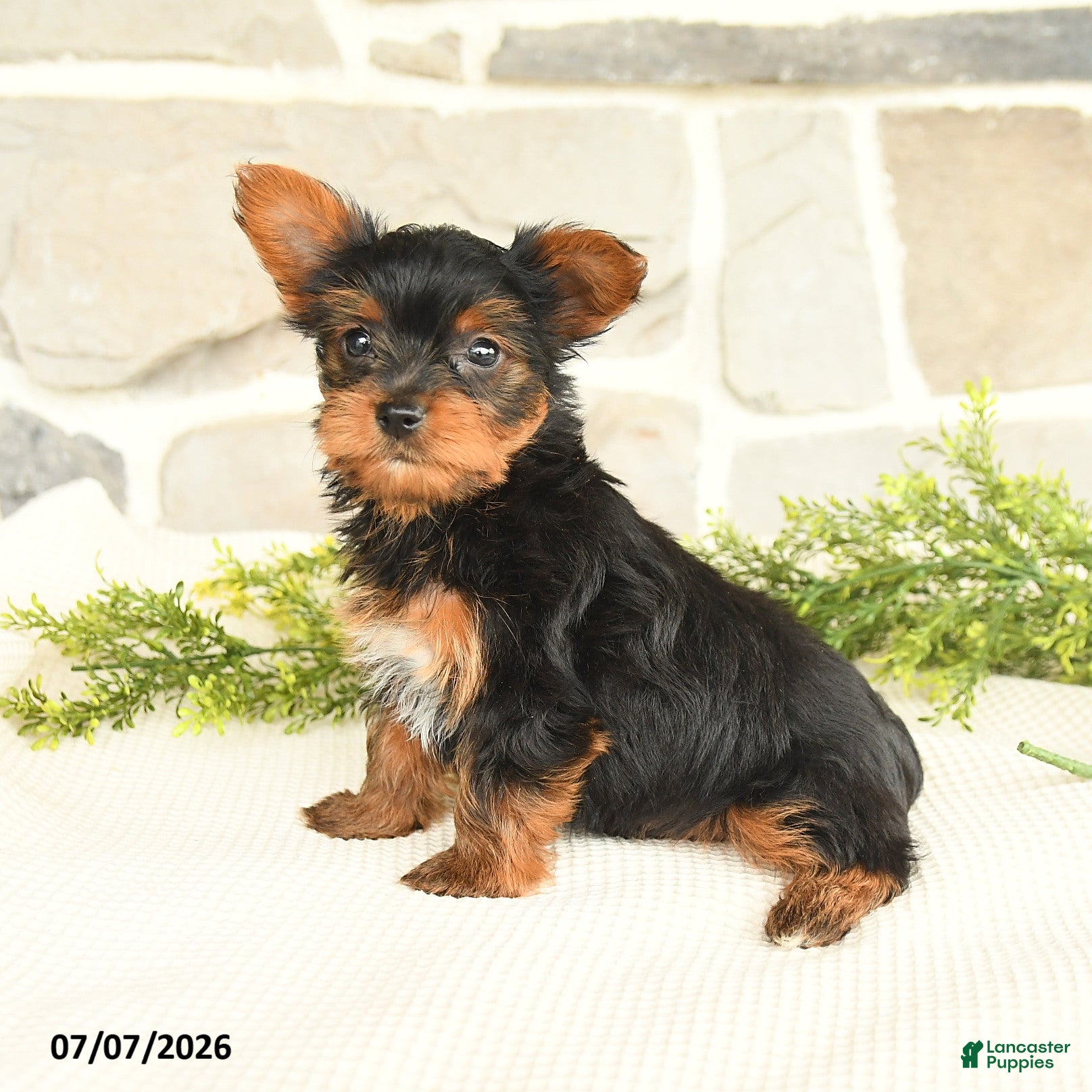 Yorkshire Terrier dogs for sale: Samuel - Ad 2