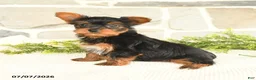 Yorkshire Terrier dogs for sale: Samuel - Ad 1