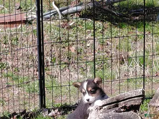 Welsh Corgi Pembroke dogs Picasso - Ad 29