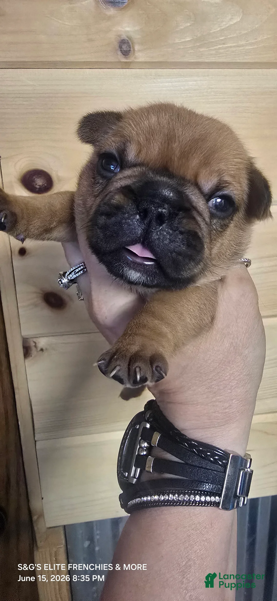 French Bulldog dogs for sale: Inferno - Ad 1