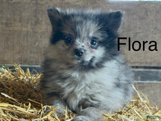 Pomeranian dogs Flora - Ad 27