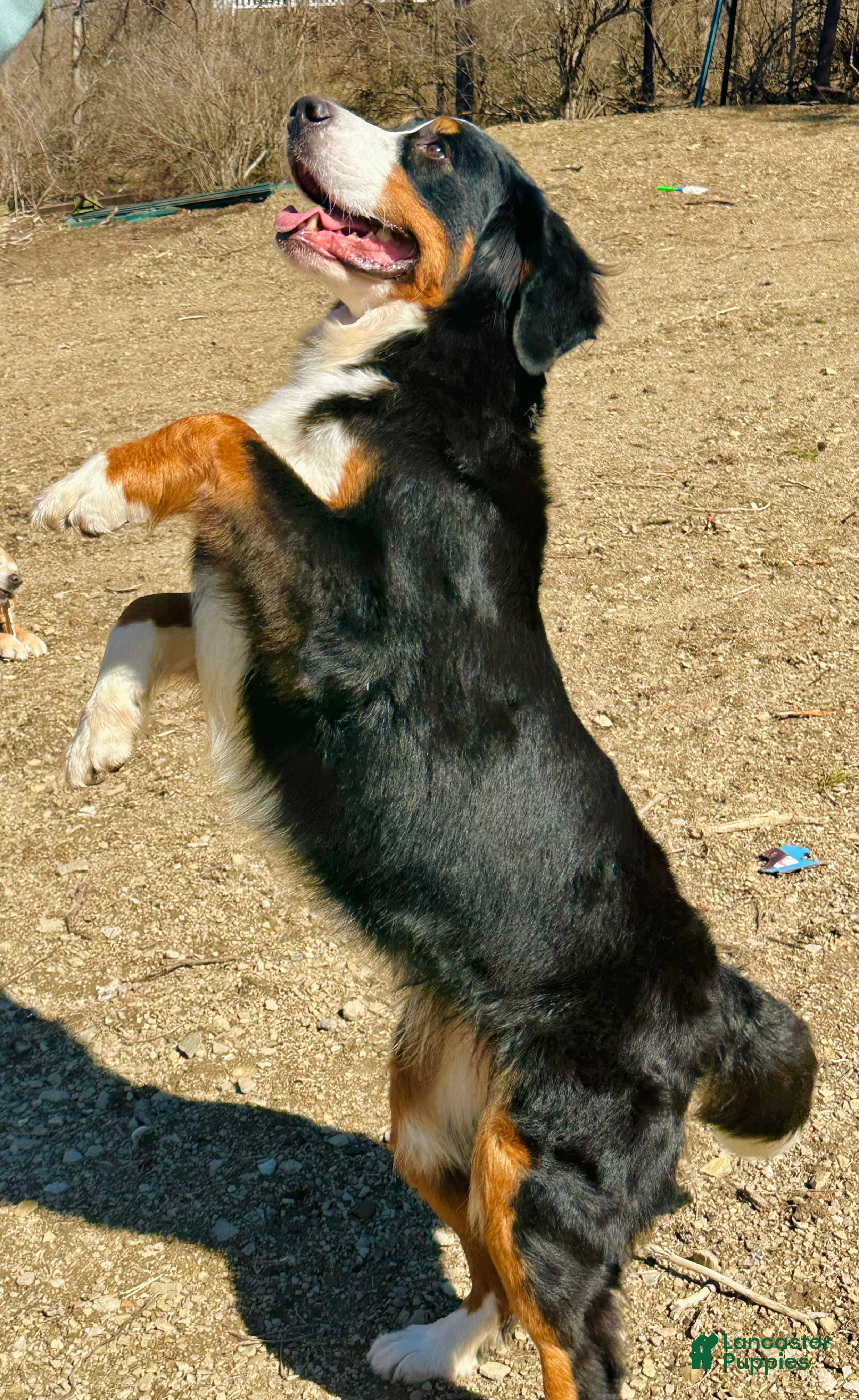 Bernese Mountain Dog dogs Berner bunch - Ad 2