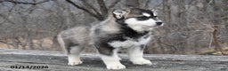 Gerberian Shepsky dogs for sale: Pancake - Ad 2