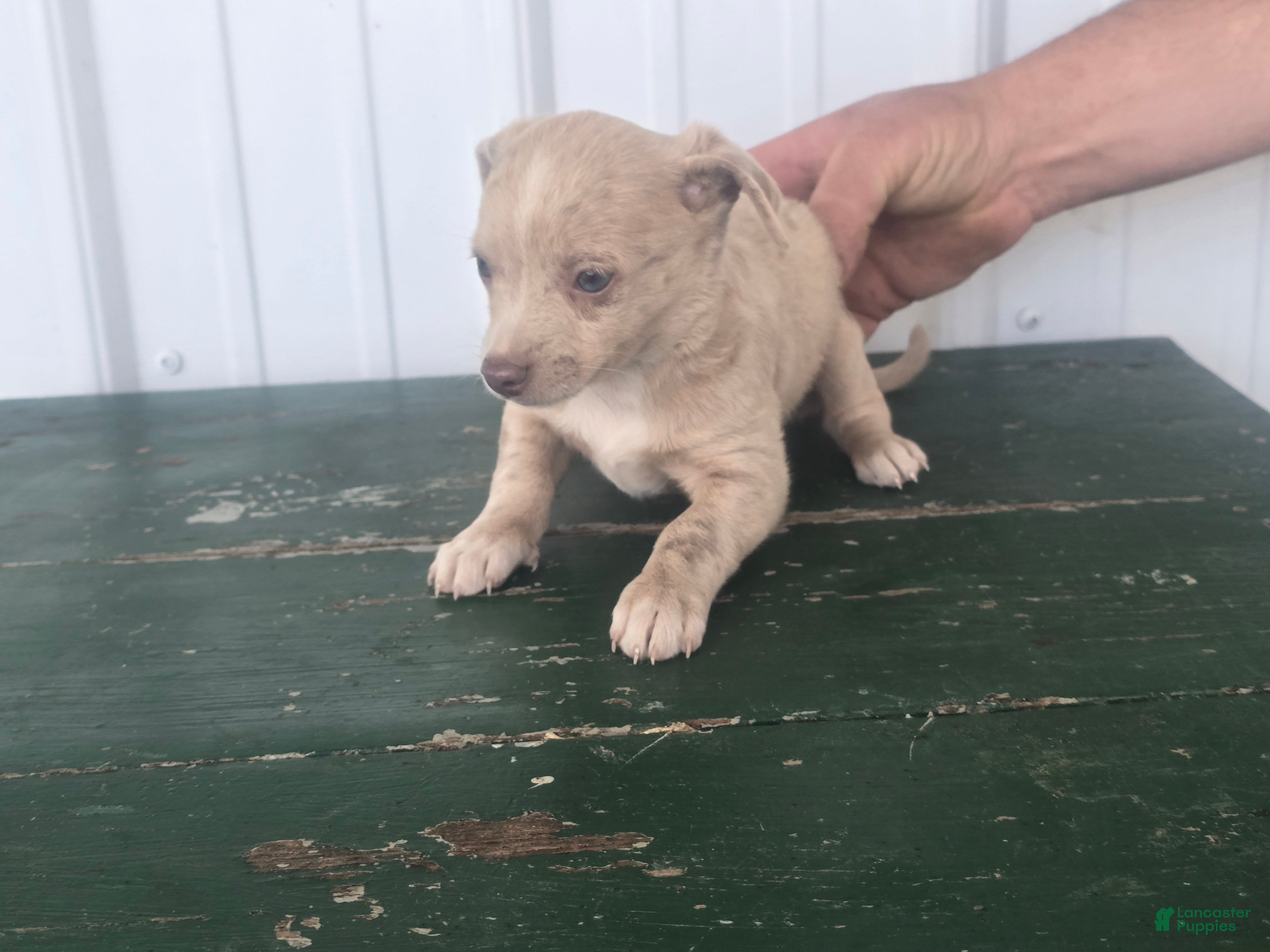 Chihuahua dogs Chihuahua Puppy 1 milty - Ad 2