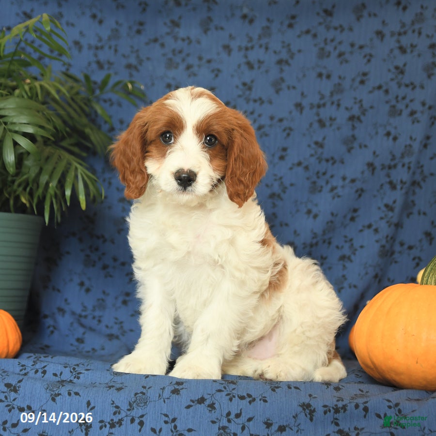 Cavapoo dogs Crissa - Ad 2