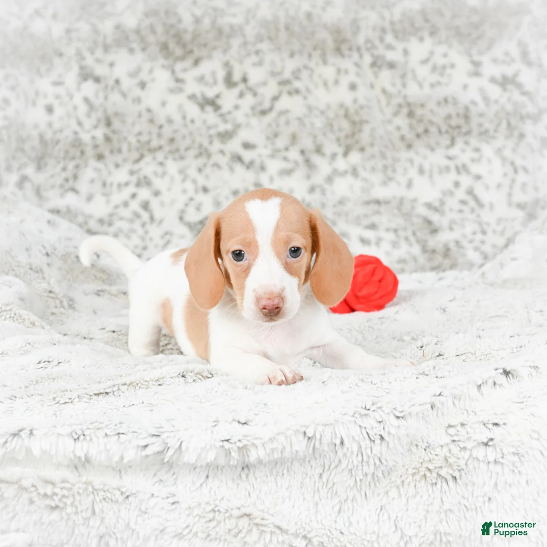 Miniature Dachshund dogs for sale: Chloe - Ad 5