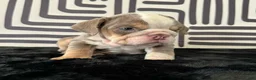 English Bulldog dogs for sale: Frida - Ad 3