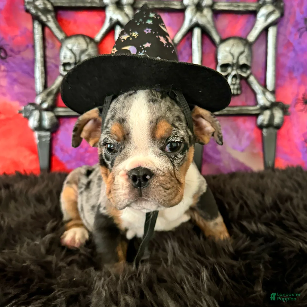 English Bulldog dogs for sale: Lola - Ad 5