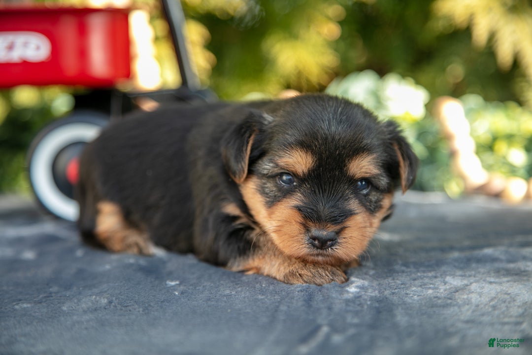 Yorkshire Terrier dogs for sale: Travis - Ad 2