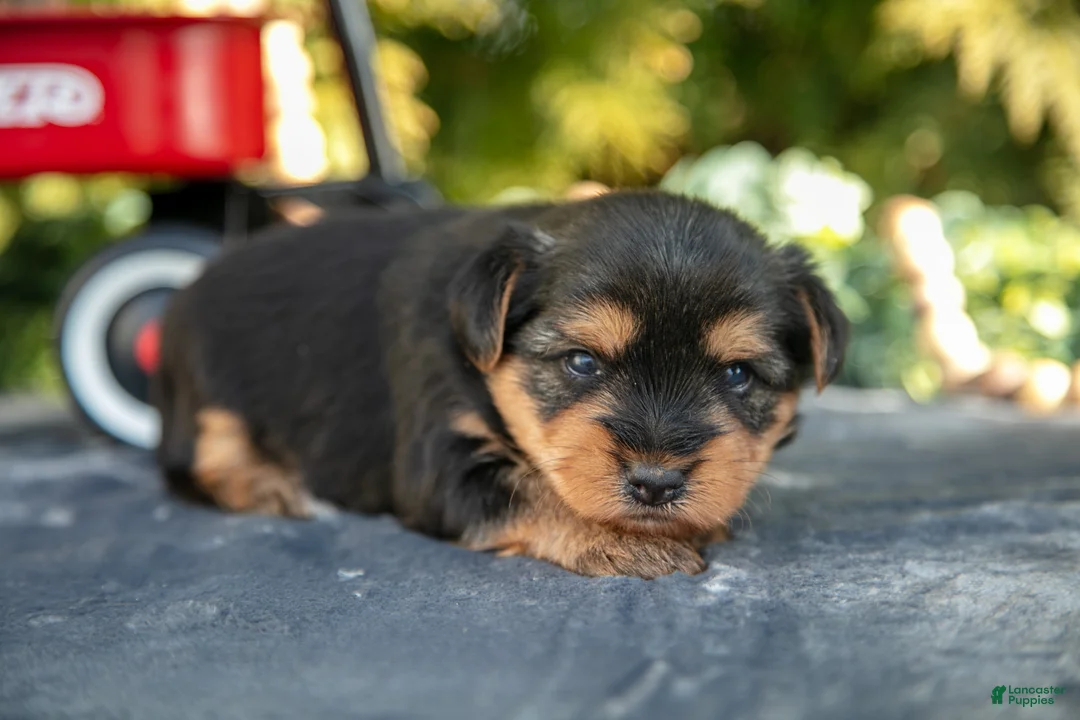 Yorkshire Terrier dogs for sale: Travis - Ad 2
