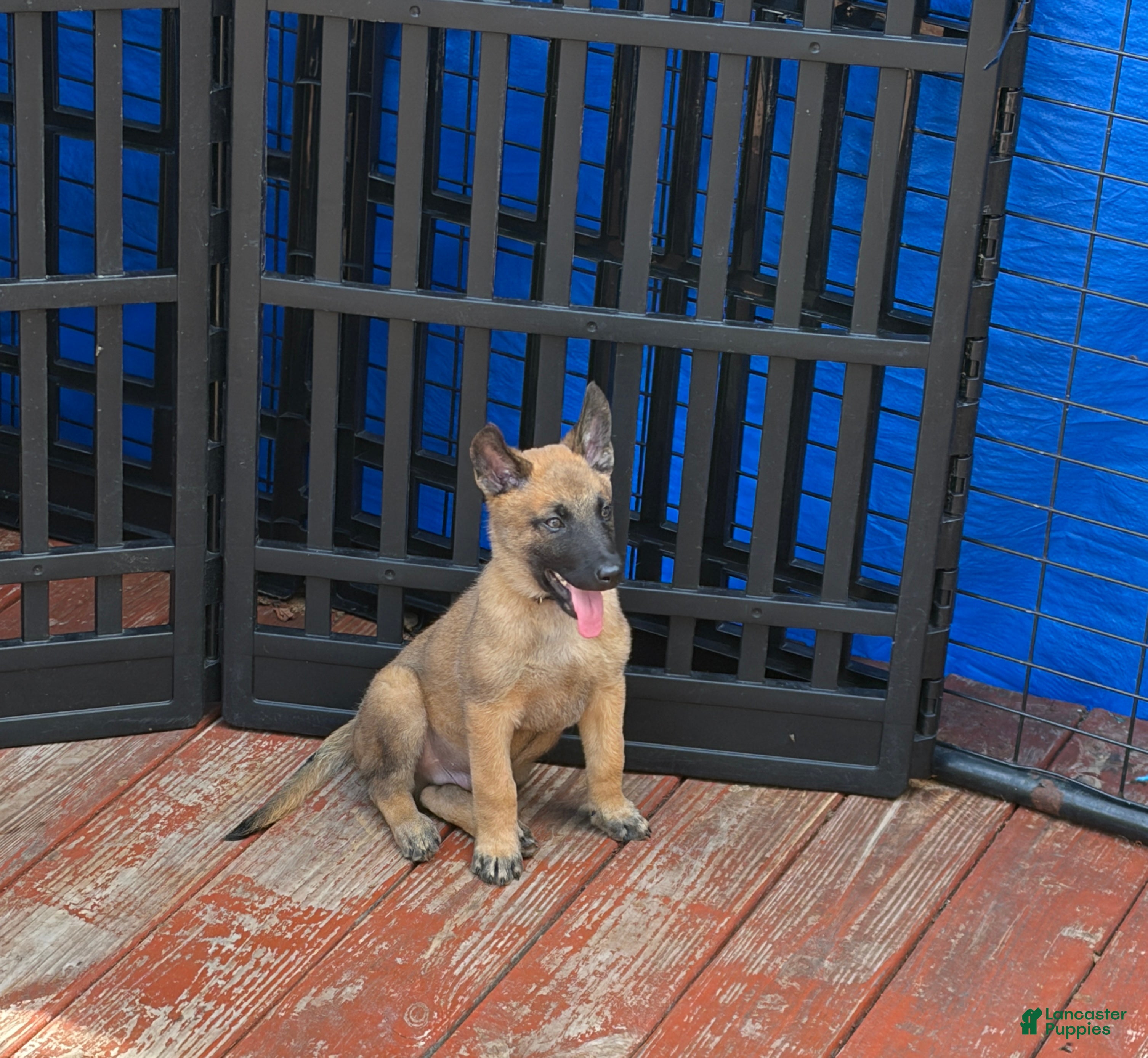 Belgian Malinois dogs Puppy 5 - Ad 4