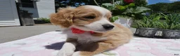 Mini Aussiedoodle dogs for sale: Mini Aussiedoodle 3 Jolly - Ad 2