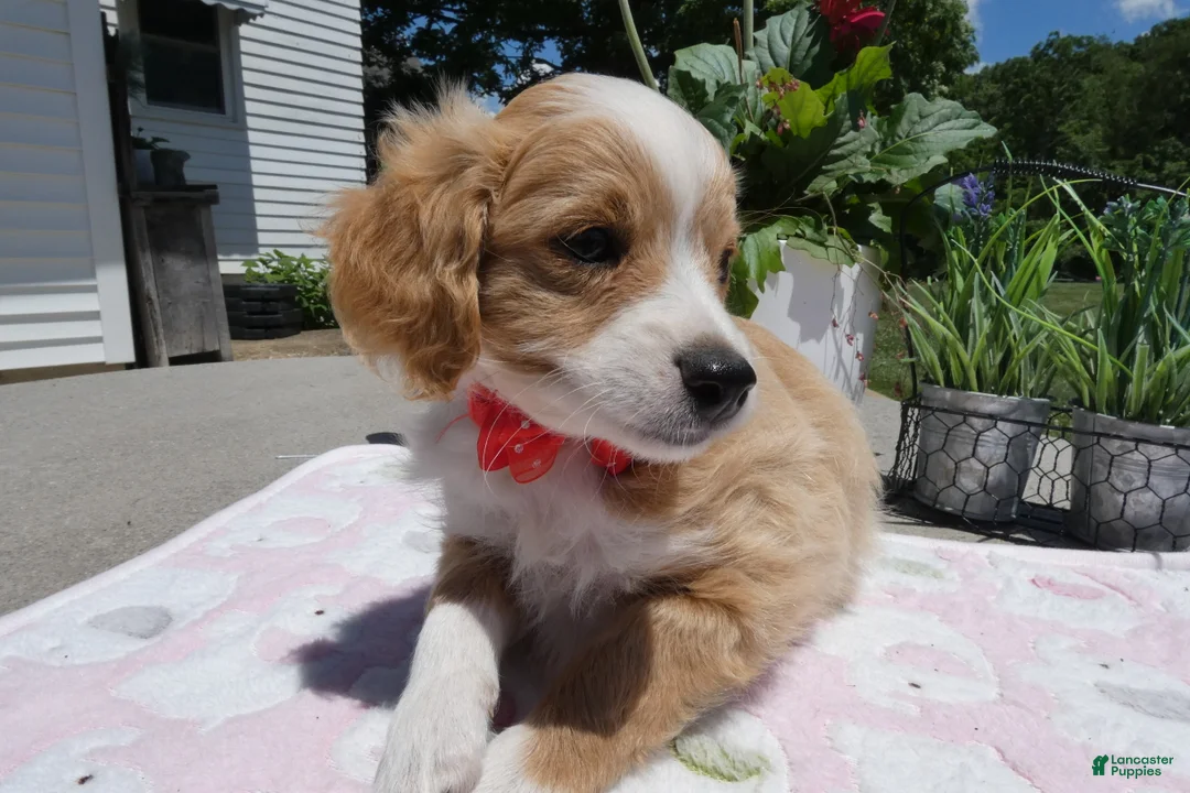 Mini Aussiedoodle dogs for sale: Mini Aussiedoodle 3 Jolly - Ad 2