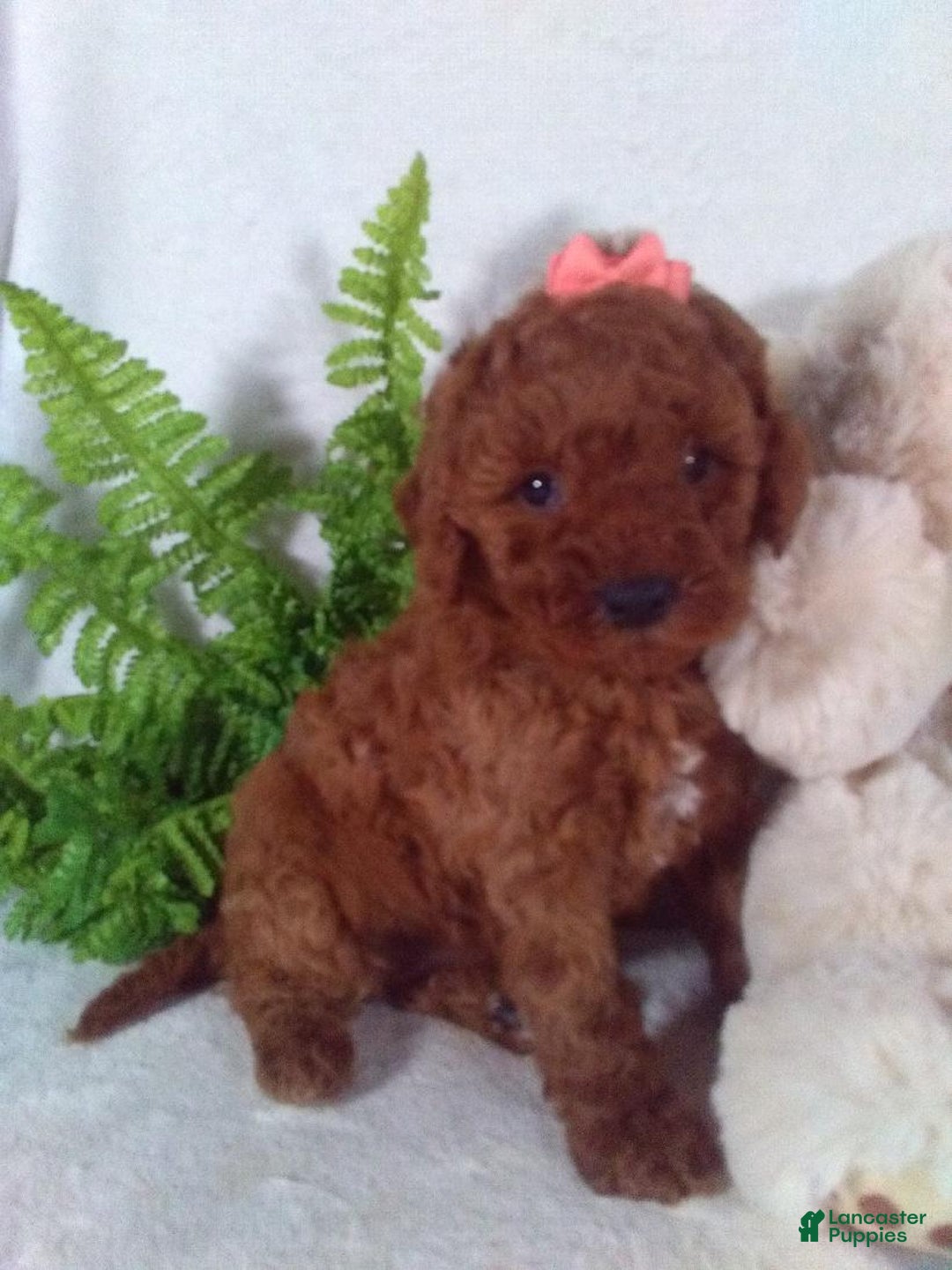 Cavapoo dogs for sale: Jasmine - Ad 5