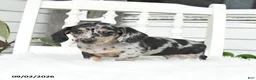 Dachshund dogs for sale: Skittles - Ad 3