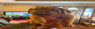 Dogue De Bordeaux Puppy 2