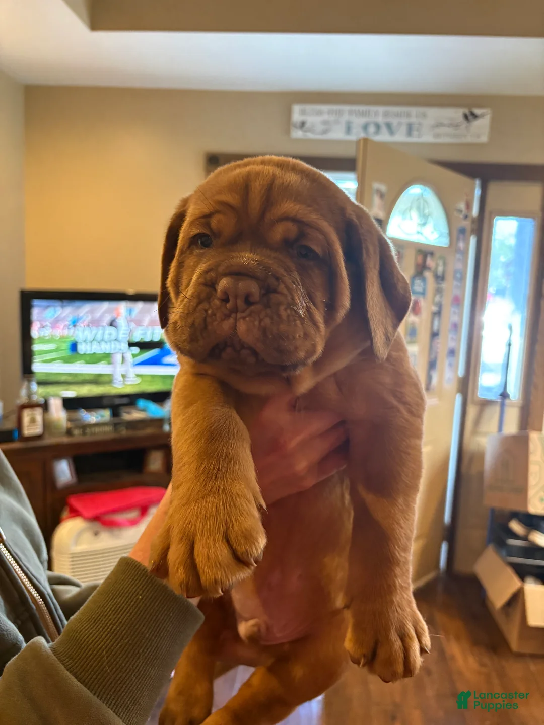 Dogue De Bordeaux dogs for sale: Dogue De Bordeaux Puppy 2 - Ad 1