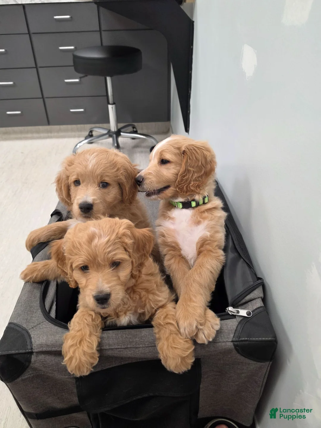 Mini Goldendoodle dogs for sale: Mini Goldendoodle 3 - Ad 20