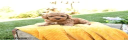 Toy Poodle dogs for sale: Finn - Ad 4