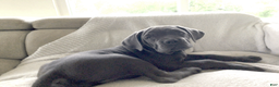 Cane Corso dogs for sale: Cane Corso Puppy 8 - Ad 3
