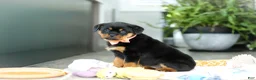 Rottweiler dogs for sale: Queen - Ad 10