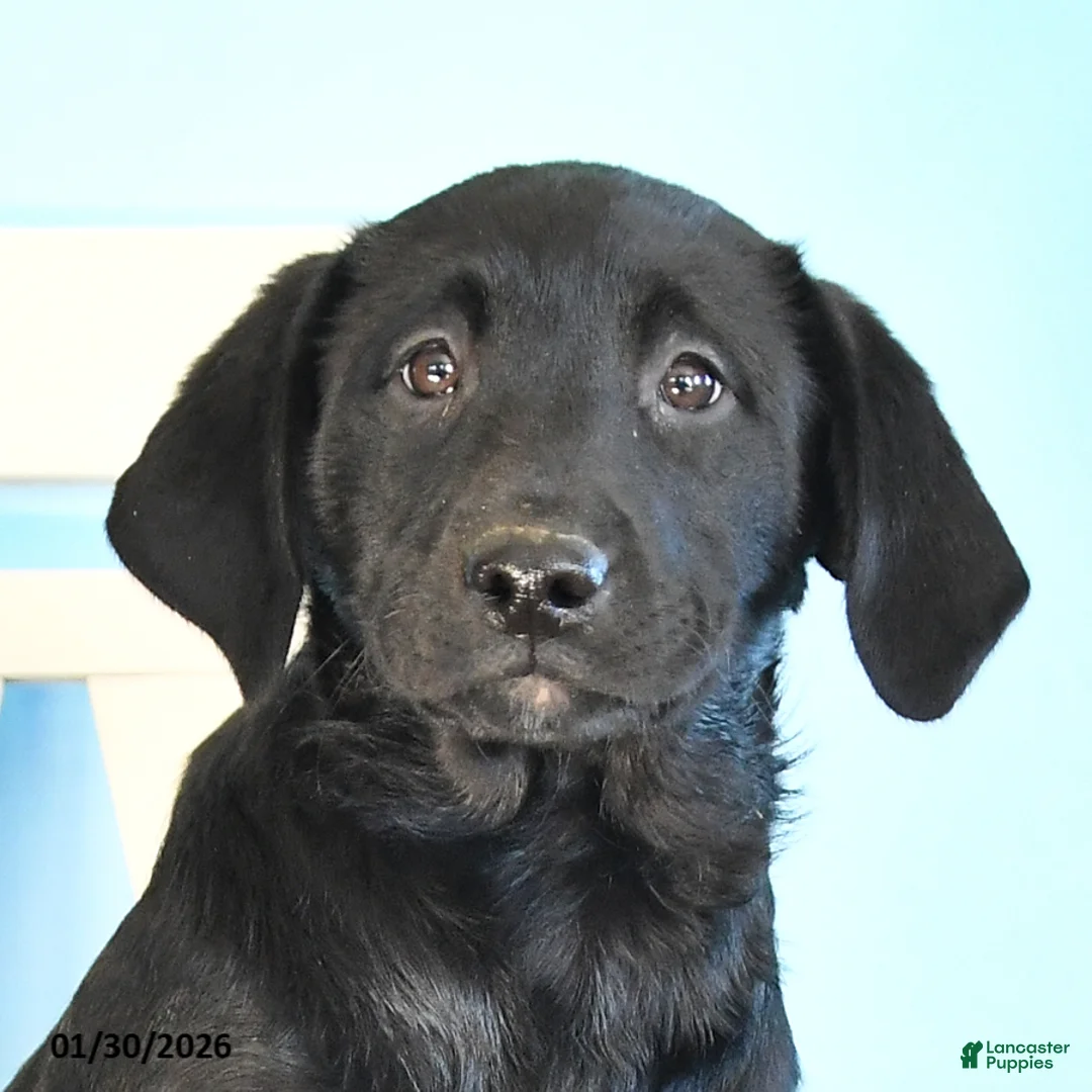 Labrador Retriever dogs for sale: Pudgy - Ad 5