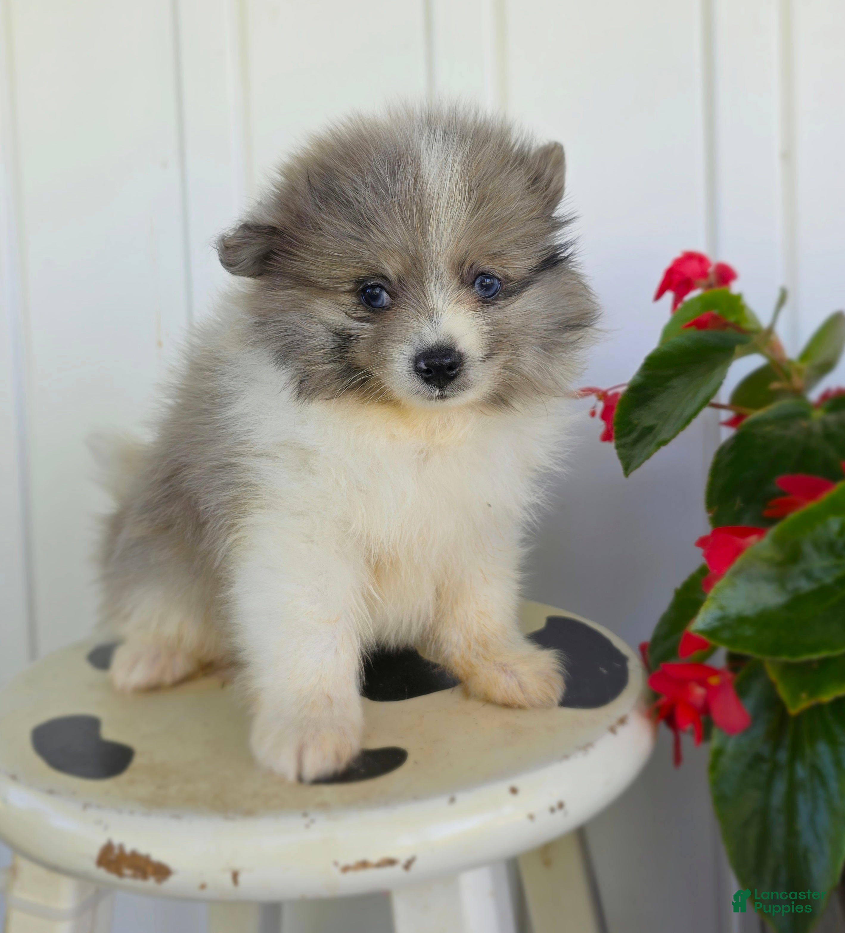 Pomeranian dogs Chase (blue Merle) - Ad 1