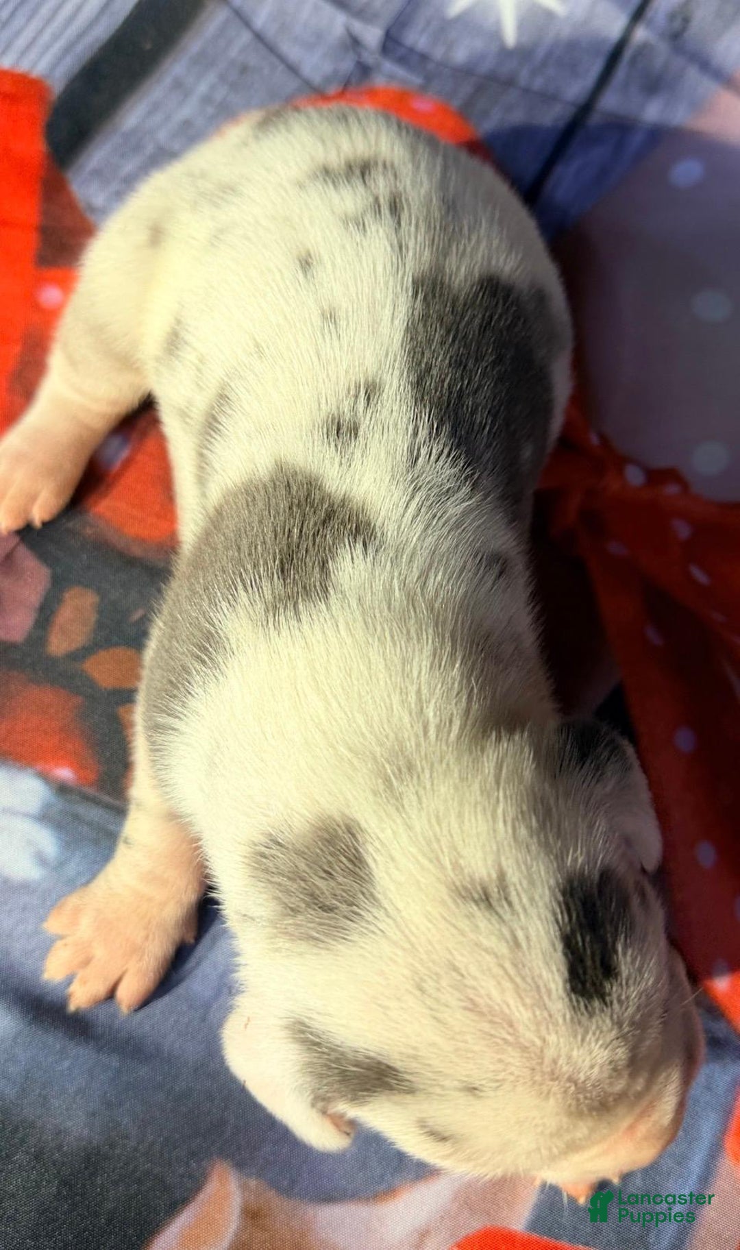 Great Dane dogs for sale: Wanda - Blue Harlequin - Ad 1