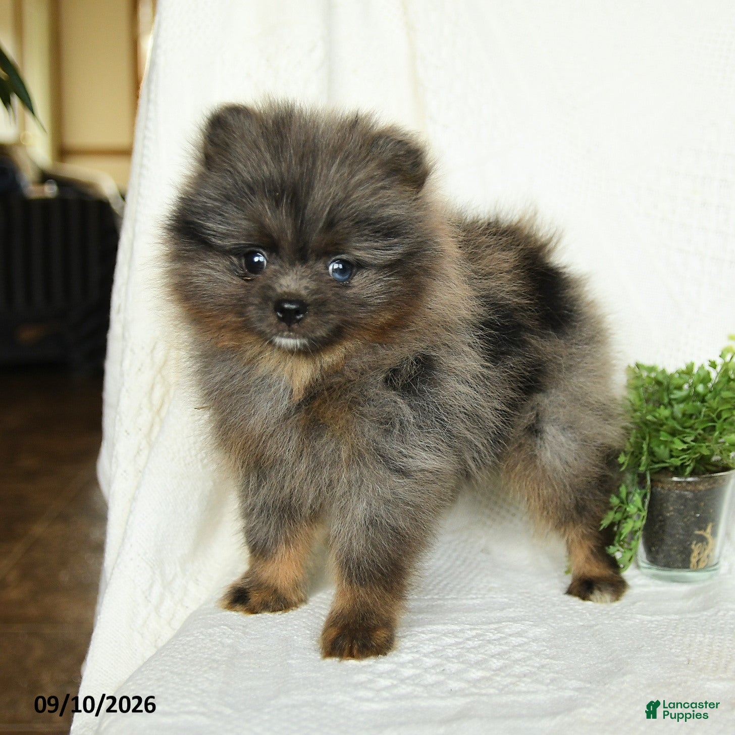 Pomeranian dogs Harley - Ad 1