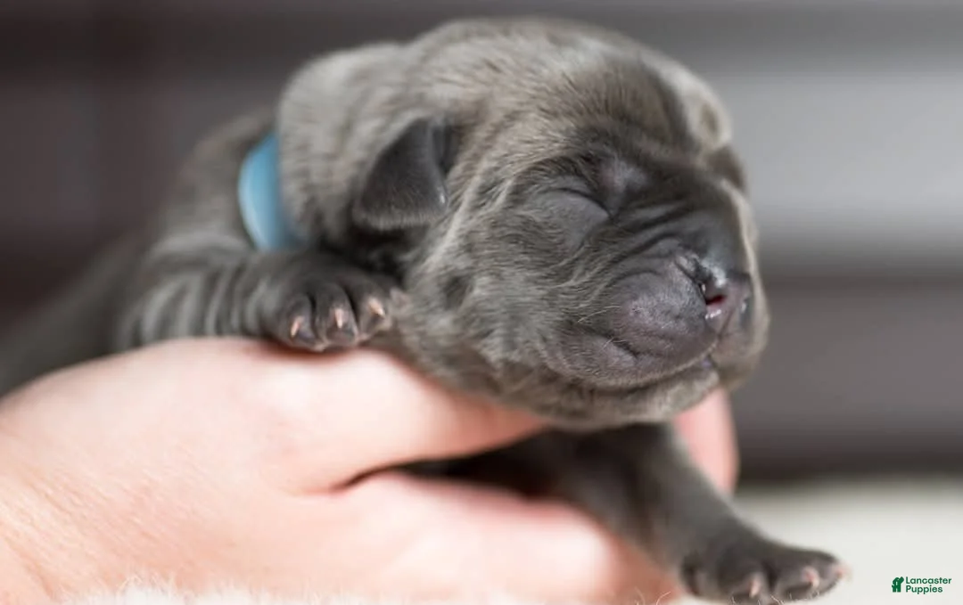 Cane Corso dogs for sale: Titan Bones Royal Majesty  - Ad 1