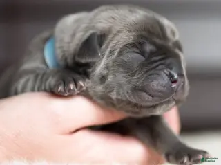 Cane Corso dogs Titan Bones Royal Majesty - Ad 42