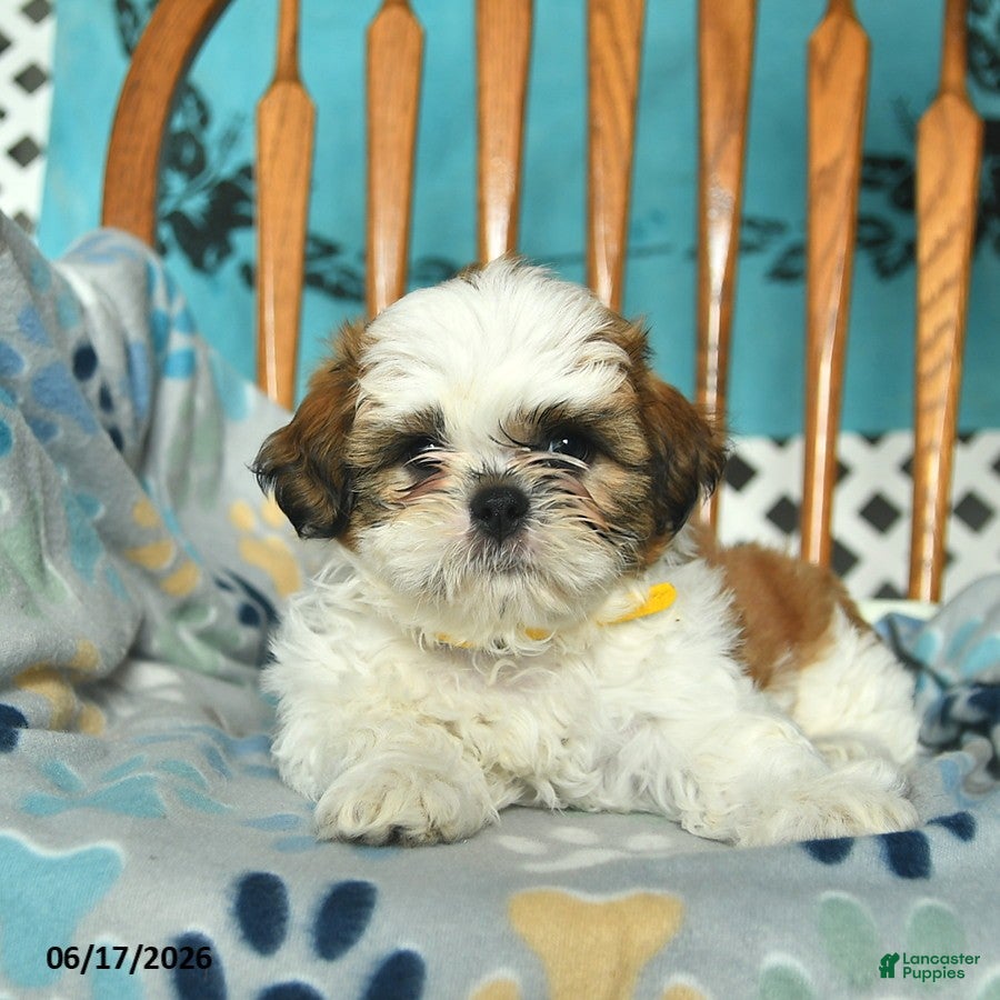 Shih Tzu dogs Ollie  - Ad 2