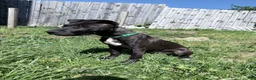 American Pit Bull Terrier dogs for sale: American Pit Bull Terrier Puppy 1 - Ad 3