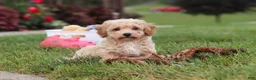 Bichpoo dogs for sale: Mia - Ad 13