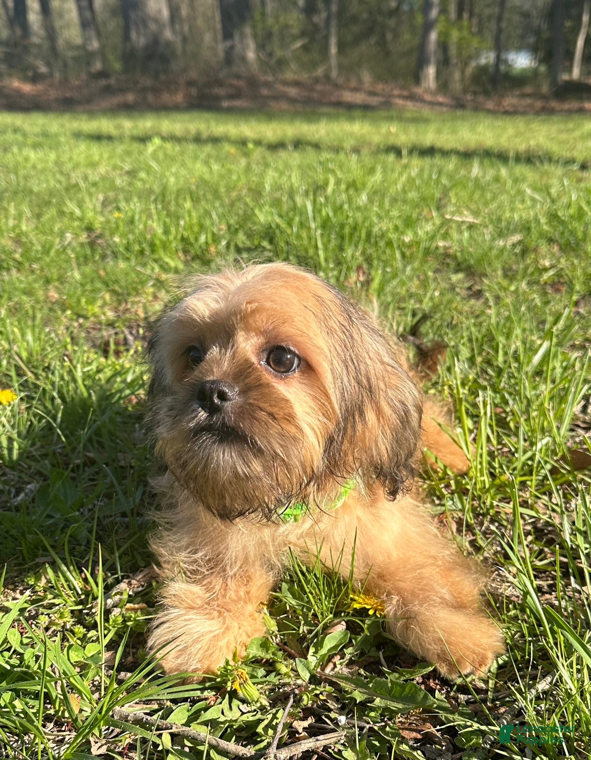 Mixed Breed dogs Rocky - Ad 2
