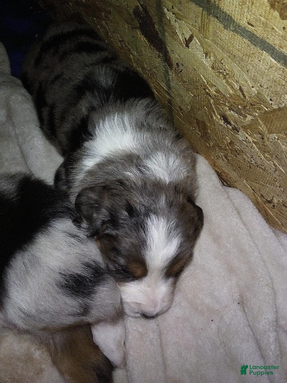 Australian Shepherd dogs Katie - Ad 20