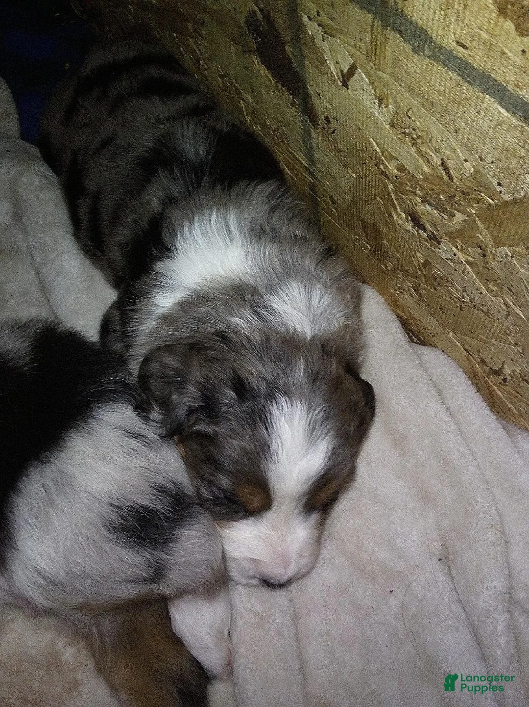 Australian Shepherd dogs for sale: Katie - Ad 1