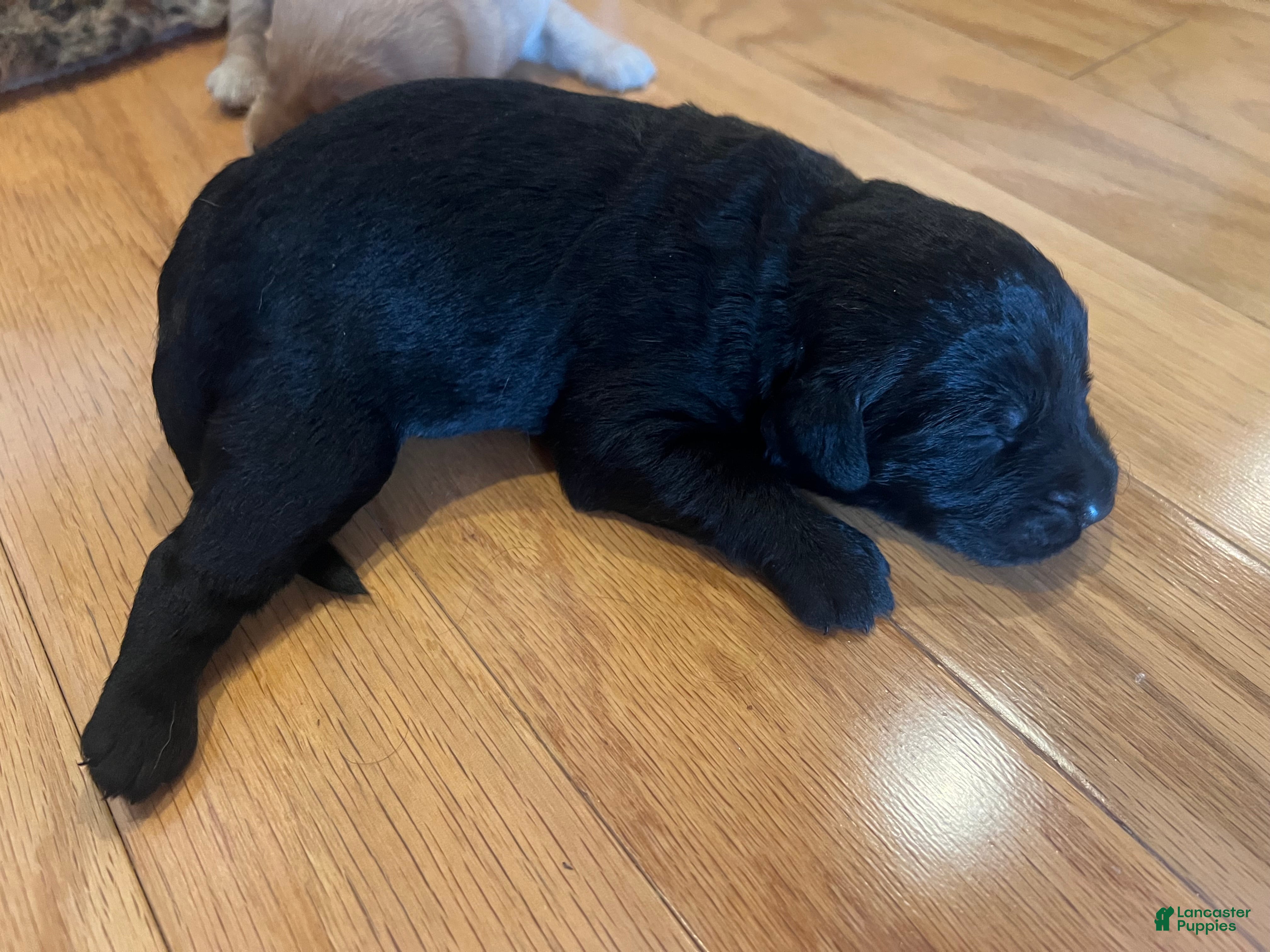 Labradoodle dogs Labradoodle Puppy 1 - Ad 20