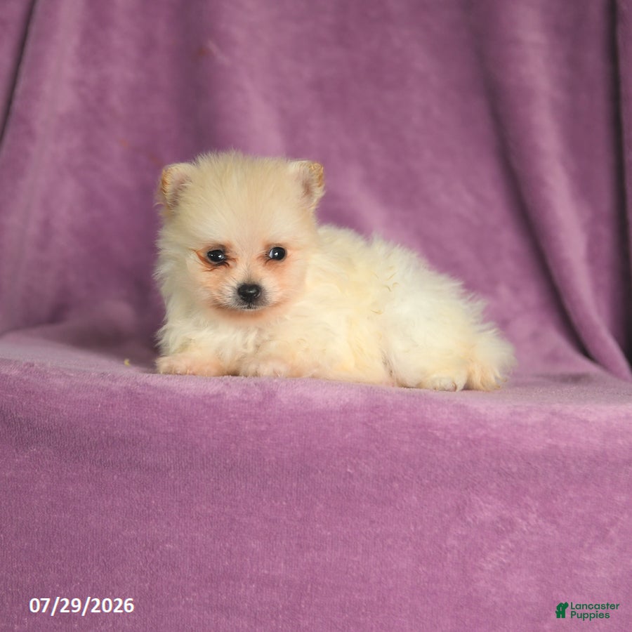 Pomeranian dogs Cindy - Ad 2